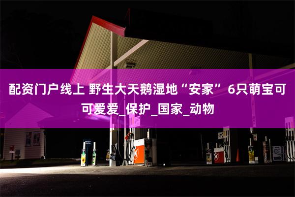 配资门户线上 野生大天鹅湿地“安家” 6只萌宝可可爱爱_保护_国家_动物